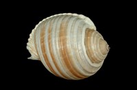 藏品(褐帶鶉螺)的圖片